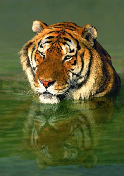 CA, Los Angeles Co, Bengal tiger in water